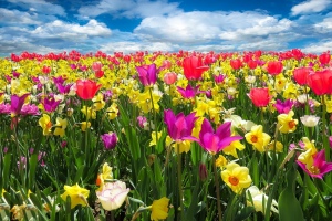 春天到了！你耕耘你的心灵花园了吗?